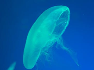 名古屋港水族館に投稿された画像（2025/4/14）