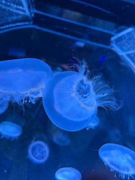 名古屋港水族館に投稿された画像（2025/4/14）