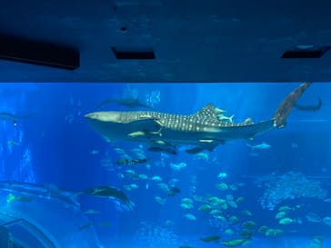 沖縄美ら海水族館に投稿された画像（2025/4/14）