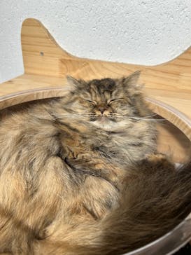 ぶさかわcafe 京都河原町店に投稿された画像（2025/4/14）