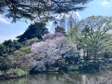 新宿御苑に投稿された画像（2025/4/14）