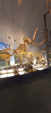 福井県立恐竜博物館に投稿された画像（2025/4/14）