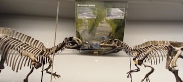 福井県立恐竜博物館に投稿された画像（2025/4/14）