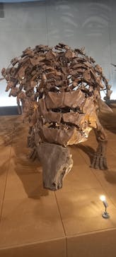 福井県立恐竜博物館に投稿された画像（2025/4/14）