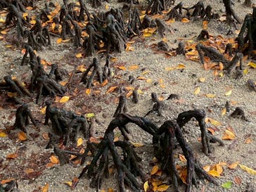 石垣やいま村に投稿された画像（2025/4/14）