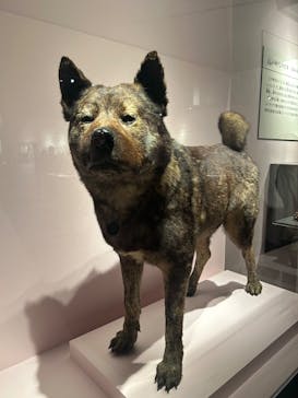 特別展「古代DNA－日本人のきた道」（国立科学博物館）に投稿された画像（2025/4/15）