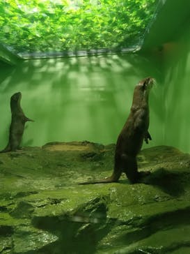 しながわ水族館に投稿された画像（2025/4/15）