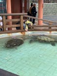 下田海中水族館に投稿された画像（2025/4/15）