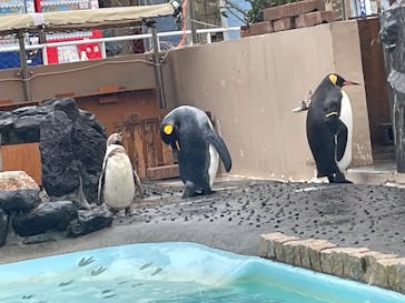 下田海中水族館に投稿された画像（2025/4/15）