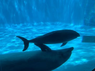 名古屋港水族館に投稿された画像（2025/4/15）