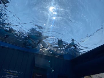 サンシャイン水族館に投稿された画像（2025/4/15）