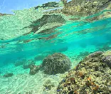 武藤潜水に投稿された画像（2025/4/15）