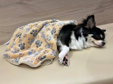 いぬカフェRio 富士見店に投稿された画像（2025/4/15）