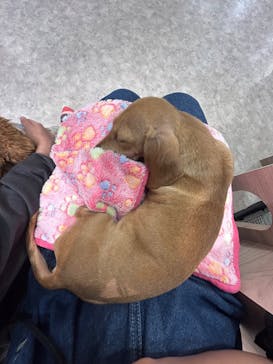 いぬカフェRio 富士見店に投稿された画像（2025/4/15）