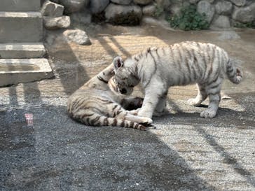 東武動物公園に投稿された画像（2025/4/15）