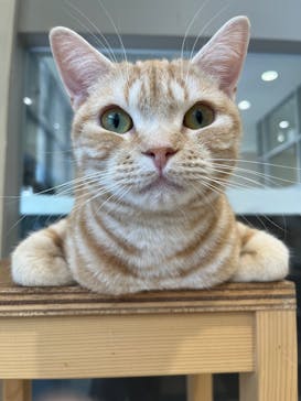 Cat Café MOFF イオンモールナゴヤドーム前店に投稿された画像（2025/4/15）