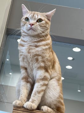 Cat Café MOFF イオンモールナゴヤドーム前店に投稿された画像（2025/4/15）