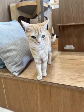 Cat Café MOFF イオンモールナゴヤドーム前店に投稿された画像（2025/4/15）