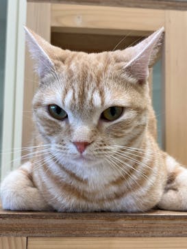 Cat Café MOFF イオンモールナゴヤドーム前店に投稿された画像（2025/4/15）