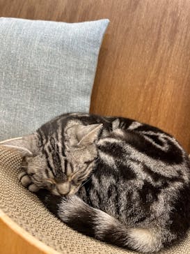 Cat Café MOFF イオンモールナゴヤドーム前店に投稿された画像（2025/4/15）