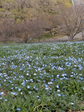 こうべアグリパークネモフィラの丘2025に投稿された画像（2025/4/15）