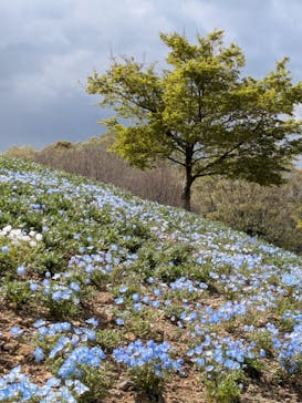 こうべアグリパークネモフィラの丘2025に投稿された画像（2025/4/15）