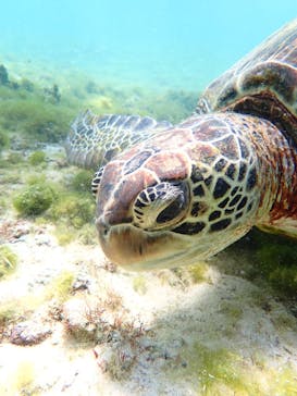 宮古島マリンショップSmileyに投稿された画像（2025/4/15）
