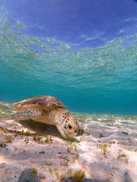 宮古島マリンショップSmileyに投稿された画像（2025/4/15）