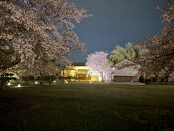 NAKED meets 二条城 2025 桜に投稿された画像（2025/4/15）