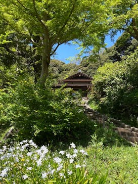 三溪園に投稿された画像（2025/4/15）