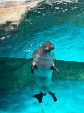 アクアワールド茨城県大洗水族館に投稿された画像（2025/4/15）
