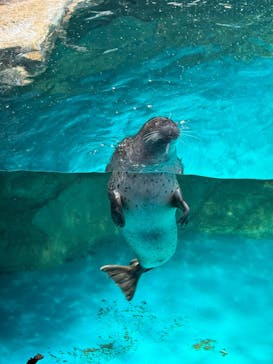 アクアワールド茨城県大洗水族館に投稿された画像（2025/4/15）