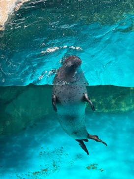 アクアワールド茨城県大洗水族館に投稿された画像（2025/4/15）