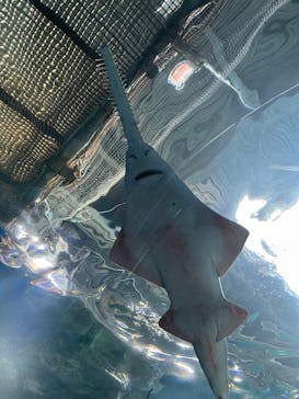 マクセル アクアパーク品川に投稿された画像（2025/4/15）