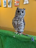 ふくろう＋は虫類とふれあえるカフェ　カントリーオウルぷらすに投稿された画像（2025/4/15）
