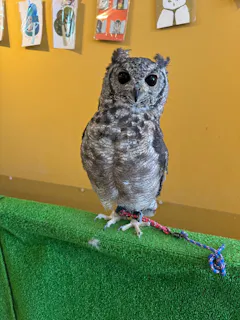 ふくろう＋は虫類とふれあえるカフェ カントリーオウルぷらす／口コミ