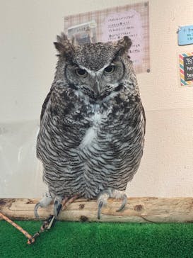 ふくろう＋は虫類とふれあえるカフェ　カントリーオウルぷらすに投稿された画像（2025/4/15）