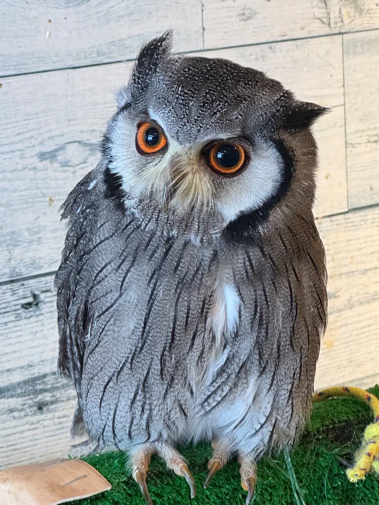 ふくろう＋は虫類とふれあえるカフェ カントリーオウルぷらす／口コミ