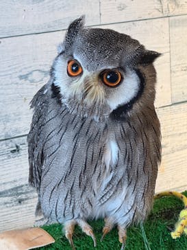 ふくろう＋は虫類とふれあえるカフェ　カントリーオウルぷらすに投稿された画像（2025/4/15）