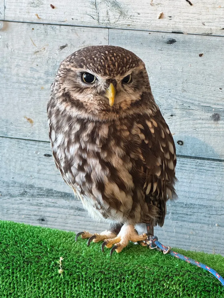 ふくろう＋は虫類とふれあえるカフェ カントリーオウルぷらす／口コミ