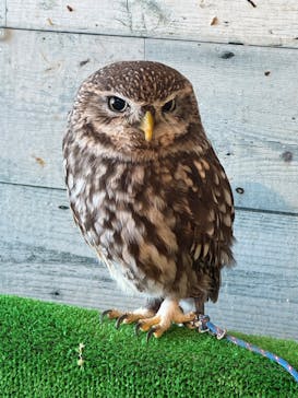 ふくろう＋は虫類とふれあえるカフェ　カントリーオウルぷらすに投稿された画像（2025/4/15）