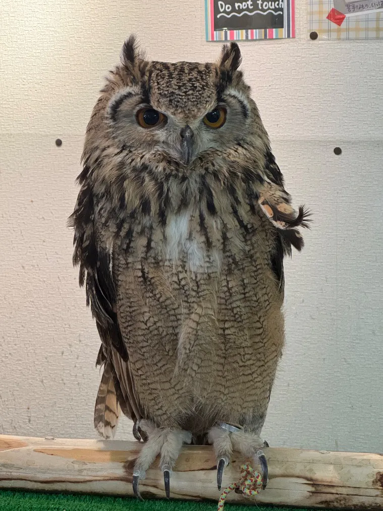 ふくろう＋は虫類とふれあえるカフェ カントリーオウルぷらす／口コミ