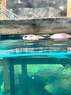 アクアワールド茨城県大洗水族館に投稿された画像（2025/4/15）