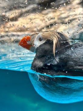 アクアワールド茨城県大洗水族館に投稿された画像（2025/4/15）