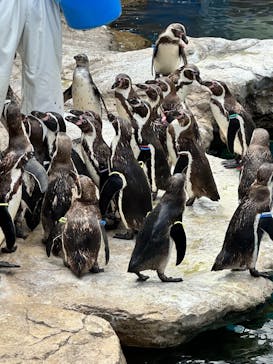 アクアワールド茨城県大洗水族館に投稿された画像（2025/4/15）