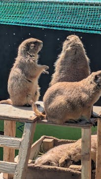 淡路ファームパーク イングランドの丘に投稿された画像（2025/4/15）