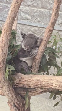 淡路ファームパーク イングランドの丘に投稿された画像（2025/4/15）