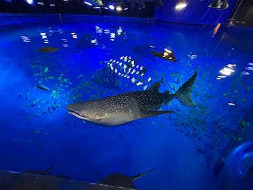 のとじま水族館に投稿された画像（2025/4/15）