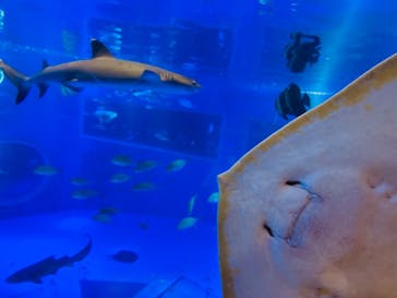 のとじま水族館に投稿された画像（2025/4/15）