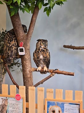 Moff animal cafe MARKIS 福岡ももち店に投稿された画像（2025/4/15）